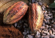 El precio del de cacao alcanzó $ 7.837 