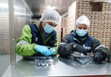 Arándanos ecuatorianos conquistan el mercado de Estados Unidos