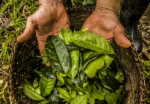 La planta amazónica con más antioxidantes que el té