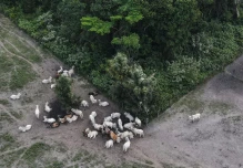 La deforestación en la Amazonía brasileña se disparó en abril