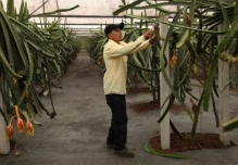 En USD 2 se fijó el kilo de pitahaya en Palora, Morona Santiago 