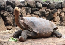 Diego, la tortuga que tuvo 800 crías y ayudó a salvar su especie en Galápagos