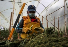 CannAndes, una empresa que ve en el cannabis la materia prima del futuro