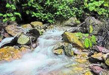 Investigación revela que los trópicos estimulan la biodiversidad 