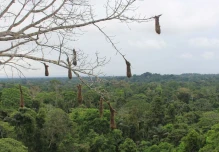 UICN: Los bosques amazónicos en tierras indígenas reducen la propagación de enfermedades