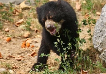Lumbaqui, el oso andino, regresó a su hábitat luego de 2 años de cautiverio