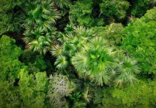 Perú: Gobierno articula acciones para frenar la deforestación en la Amazonía