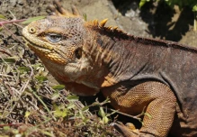1.500 iguanas terrestres fueron reintroducidas a la Isla Santiago