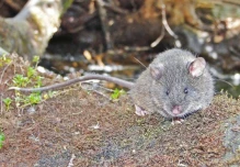 Registran nueva especie de ratón endémico en Ecuador