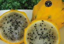 La pitahaya se abre nuevos mercados y conquista Miami