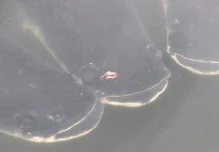 La contaminación y el cambio climático amenazan a los peces en la Amazonía de Ecuador