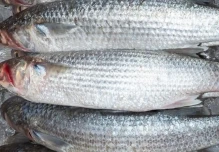 Hallazgo científico alerta sobre parásito en la lisa, pescado popular en Ecuador