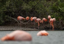 Censo anual confirma estabilidad de la población de flamingos en Galápagos