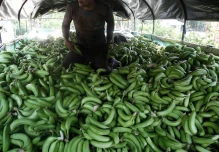 Gremios piden a supermercados de Europa y EEUU asumir coste justo de bananas