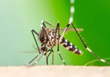 Ecuador registra cinco casos importados de Chikungunya desde Cuba