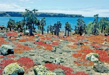 Cactus emblemático de Galápagos volvió a proliferar 70 años después
