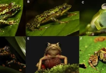 Publican boletín sobre ranas arlequín en Pastaza y su situación en la Amazonía