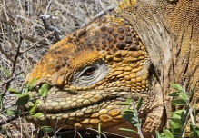 Trasladan 505 iguanas amarillas a Isla Santiago para mantener equilibrio en las Galápagos