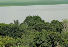 Científicos alertan que la Amazonía está próxima a entrar en un "catastrófico" punto de no retorno
