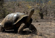Cuatro nuevos virus fueron descubiertos en las tortugas gigantes de Galápagos