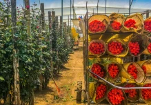El sector florícola será el primero de Ecuador en convertirse en carbono neutro
