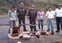 Hallan 40 libras de carne silvestre en un bus interprovincial
