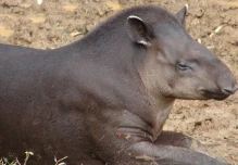 Estudio sobre la conservación del tapir de montaña fue presentado en EE.UU.