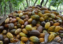 Cacao: Zamora y Sucumbíos podrían beneficiarse