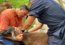 Productores de Napo recibieron servicios veterinarios gratuitos