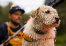 Arthur, el perro callejero ecuatoriano, está en la pantalla grande