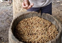 El café amazónico Witoca conquista el mercado extranjero