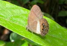 Describen una nueva especie de mariposa en Yasuní