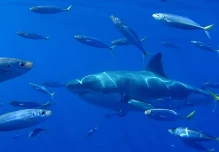 Por primera vez un tiburón blanco fue avistado cerca a Galápagos 