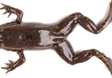 7 nuevas especies de ranas fueron descubiertas en Ecuador