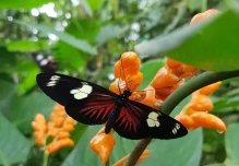 Dedalma se ha convertido en un refugio de mariposas en Pastaza 