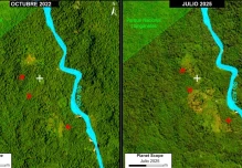 La expansión de pastos impulsa la deforestación en la Amazonía ecuatoriana  