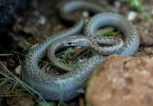 Galápagos recupera exitosamente su población de culebras