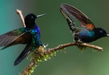 Quito, una capital del 'birdwatching' con 542 especies de aves