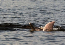 Investigadores logran escuchar a los delfines de río en peligro de extinción en Amazonas 