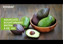 El aguacate ecuatoriano se comienza a exportar a Estados Unidos
