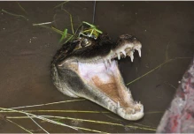 Disminuyen las poblaciones de caimán blanco en un sector de la Amazonía de Ecuador