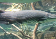El Paiche, el gigante de los ríos de la Amazonía