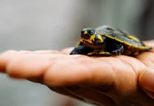 Mujeres siekopai lideran la recuperación de tortugas charapa en la Amazonía ecuatoriana