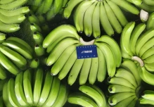 Las exportaciones de banano registraron un repunte en octubre
