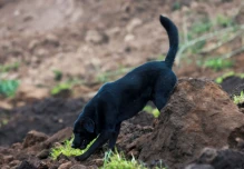 Jacob, el perro que busca a su familia tras el gigantesco alud en Alausí