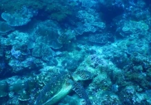 Científicos vigilan temperatura del Wellington, único arrecife estructural de Galápagos
