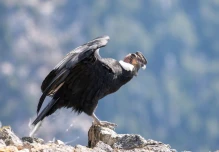 Animales  de la Sierra Ecuatoriana 