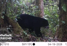 Confirman presencia del oso andino en Putumayo, Colombia