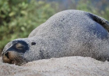 Galápagos lanzó plan para la protección del lobo marino