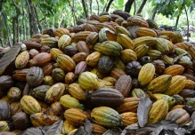 El precio del cacao se encuentra sobre los $ 7.000 en el mercado internacional